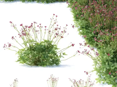 Astrantia major ruby cloud 3D model