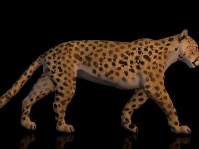 Cheetah 3D model High Detailed Rigged and Textures 3D model