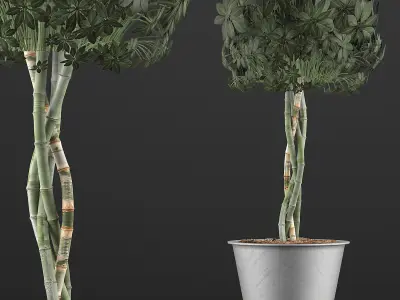 Plants Collection 72 3D model