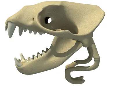 Sea Lion Zalophus Skull 3D model