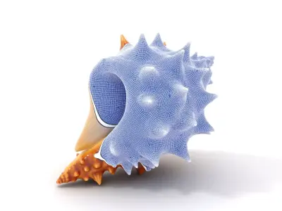 Spiny Conch Shell model pack Low-poly 3D model