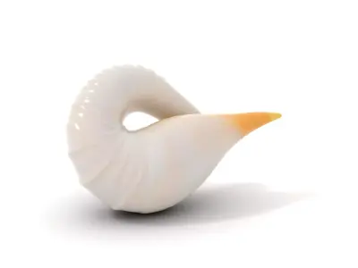 Elegant Spiral Seashell model pack Low-poly 3D model