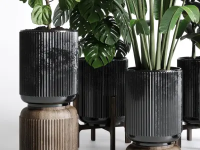 indoor plant ravenala ficus rubbery monstera concrete dirt vase 3D model