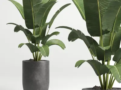 collection Indoor plant 46 vase concrete 3D model