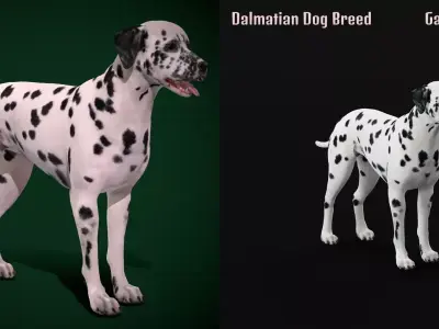 Dalmatian Dog Breed 3D model