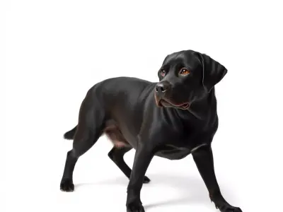 Black Labrador model pack Low-poly 3D model