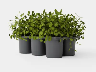 Muehlenbeckia complexa Low-poly 3D model