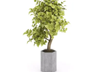 Bonsai Tree in Grey Pot 3D model
