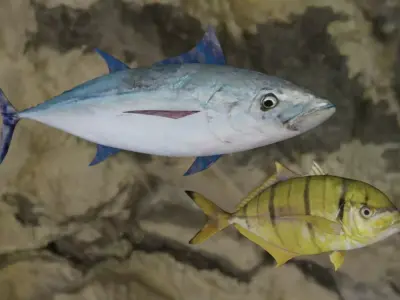 Longtail tuna-Golden trevally Fish 3D Model Collection