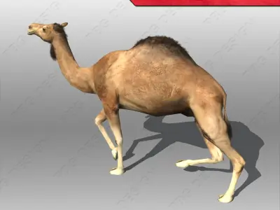 Camel 3D model