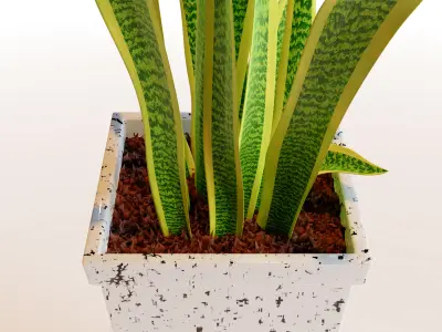 Snake Plant 3D model