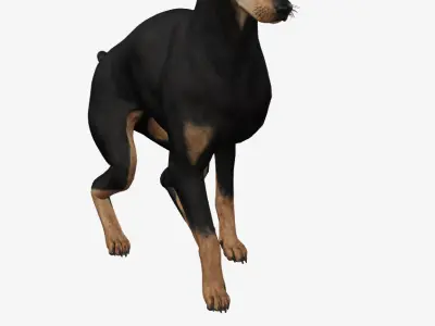 Dog Doberman Low-poly 3D model