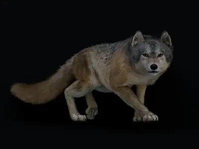 Wolf Animation  3D model
