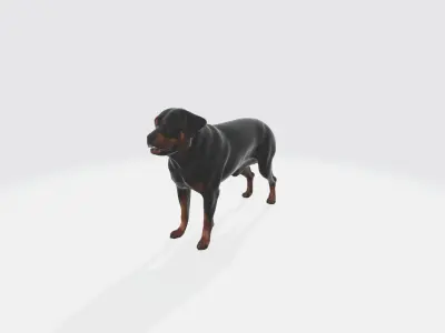 Strong Rottweiler Dog Animal Portrait  3d model 3D model