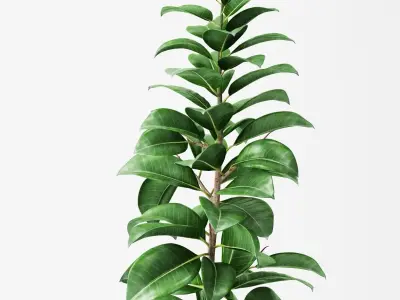 Ficus Elastica 2 3D model