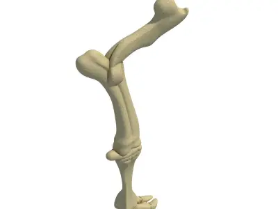 Bull Animal Leg Bones  3D model