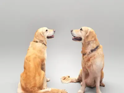 Golden retriever 38 Low-poly 3D model