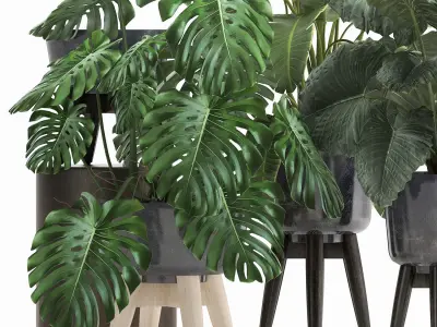 Houseplants in a flowerpot for the interior 1023 3D model