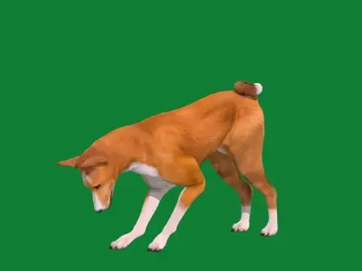 Basenji Dog 3D model