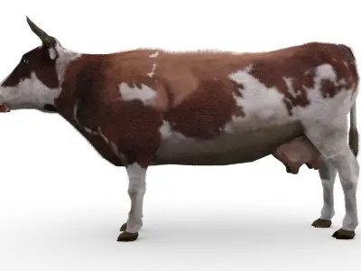 Dairy Cow Low-poly 3D model
