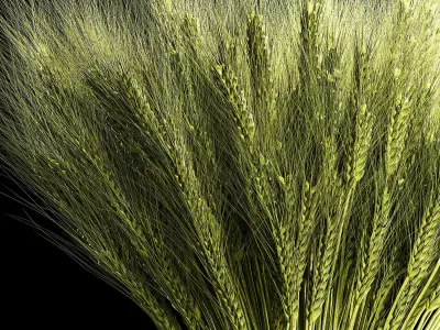 Decorative bouquet of green spikelets of wheat 286 3D model