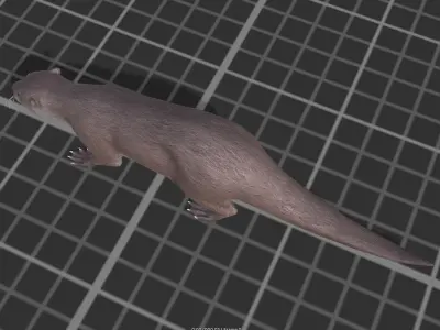 Otter Low-poly 3D model
