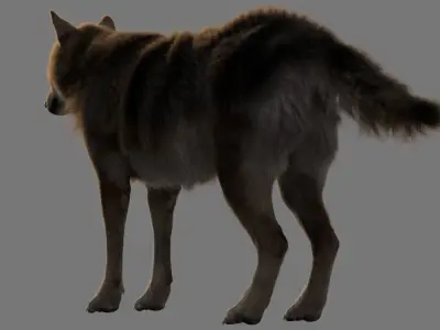 GrayWolf 3D model