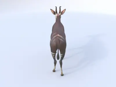 Okapi 3D model