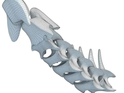 3D Animal Vertebrae 1 3D model