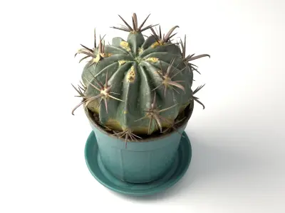 Cactus pot-plant 2 -blue vase 3D model