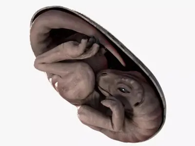 Dinosaur Embryo Low-poly 3D model