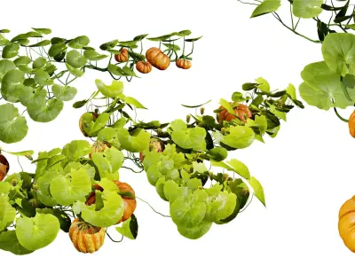 Pumpkin Vine 3D Model Low-poly 3D model