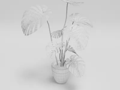 Monstera Deliciosa Plant 3D model