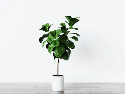 Ficus Lyrata- Fiddle Leaf Fig Plant 3D model