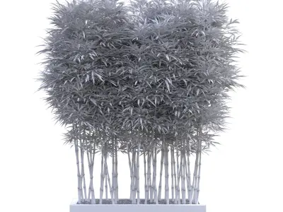 Bamboo Phyllostachys Aurea in a flowerpot 3D model