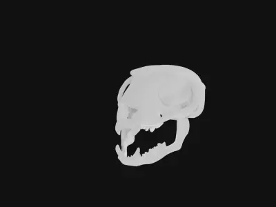 Meerkat skull 3D model