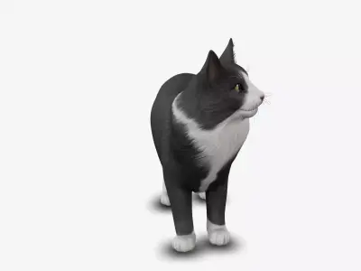 Cat Norwegian forest 3D model