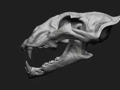 Cheetah Skull 3D model purchase