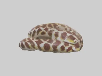 Indian Python coiled model Low-poly 3D model