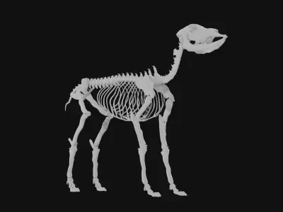 Doe skeleton 3D model