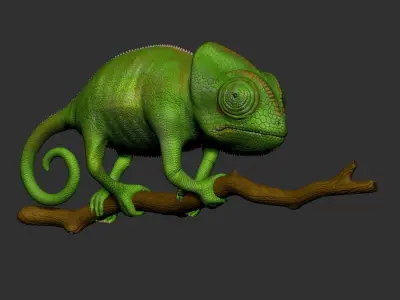 Veiled Chameleon - Hi-polygon 3D model
