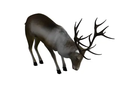 Reindeer RIgged and Animated 3D model