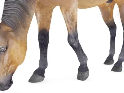 Horse Collection 02 3D model