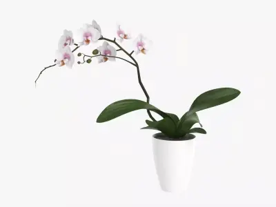 Orchid flower in pot 3D model