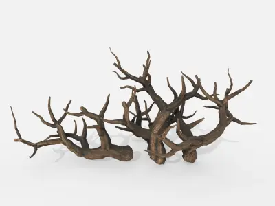 Aquarium Snag Banches V1 3D model