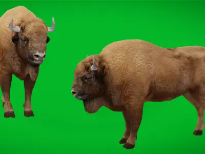 European Bison Wisent Low-poly 3D model