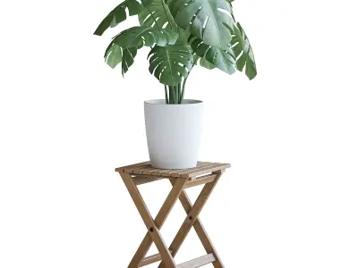 Monstera Plant 3D model
