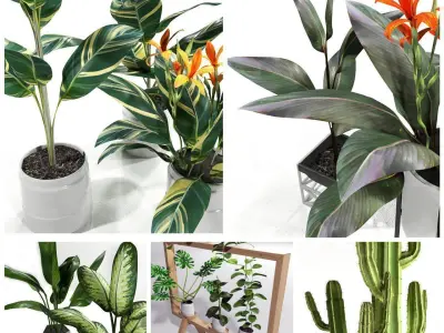 Set plants cactus plant in pot 3D model