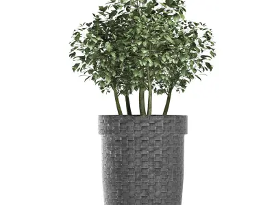 Plants Collection 170 Sageretia Theezans 3D model