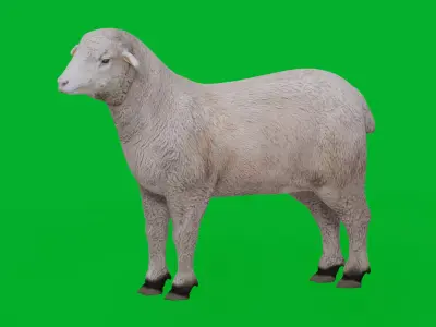 Columbia Sheep Low-poly 3D model
